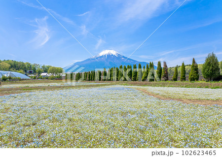 満開のネモフィラと快晴の富士山 102623465