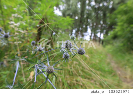 Blue eryngo in the summer meadow, summer herbs, thorn  102623973