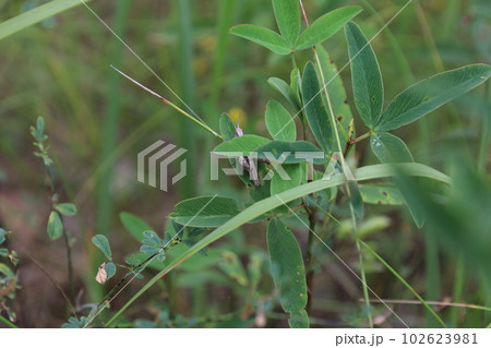 Grasshopper on the grass in the meadow, summer nature  102623981