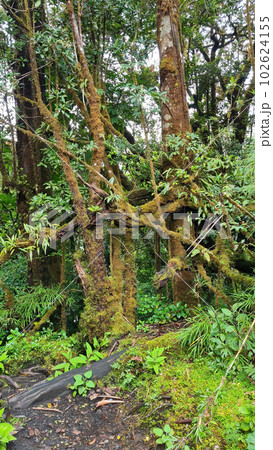 Costa Rica rainforest with many plants and trees in Poas National Park, a stunning protected area, known for its breathtaking volcanic crater and lush cloud forests. 102624155