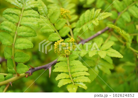 サンショウ 山椒 雄株 雄花  サンショウ 山椒 雄株 雄花  102624852