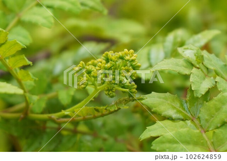 サンショウ 山椒 雄株 雄花  サンショウ 山椒 雄株 雄花  102624859