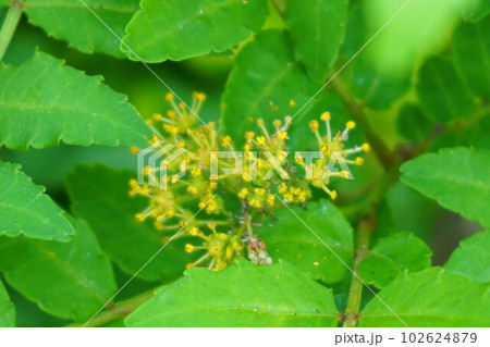 サンショウ 山椒 雄株 雄花 サンショウ 山椒 雄株 雄花 102624879
