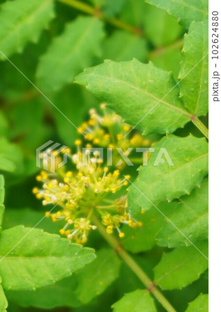 サンショウ 山椒 雄株 雄花  サンショウ 山椒 雄株 雄花  102624880