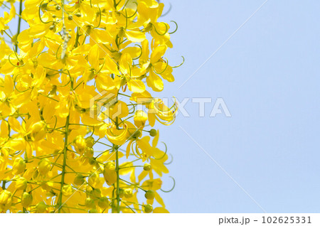 Golden shower , Cassia fistula or pudding pipe tree or yellow flower 102625331