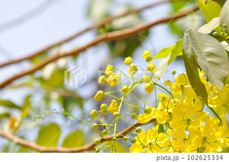 Golden shower , Cassia fistula or pudding pipe tree or yellow flower 102625334