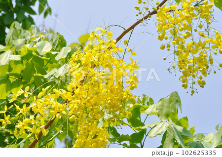 Golden shower , Cassia fistula or pudding pipe tree or yellow flower 102625335