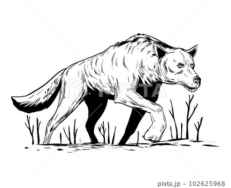 Wolf or Wild Dog Stalking During Winter Viewed from Low Angle Comics Style Drawing 102625968