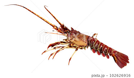 Lobster isolated on white background Lobster isolated on white background 102626916