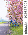 安威川の桜並木 102627095