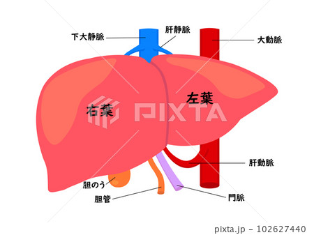人間の肝臓と各部名称 人間の肝臓と各部名称 102627440