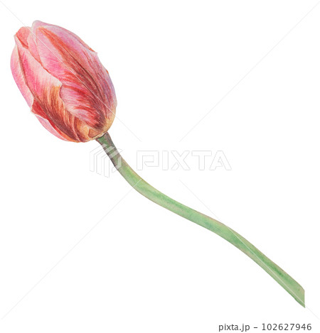 Pink tulip painted in watercolor, realistic botanical hand drawn illustration isolated on white background for design, wedding print products, paper, invitations, cards, fabric, posters 102627946