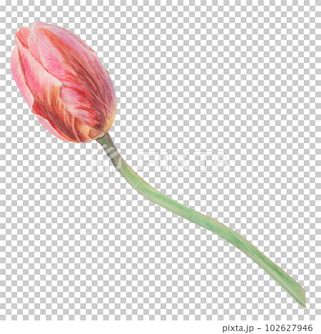Pink tulip painted in watercolor, realistic botanical hand drawn illustration isolated on white background for design, wedding print products, paper, invitations, cards, fabric, posters 102627946