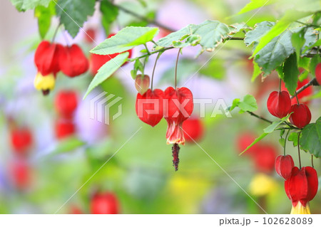 かわいいアブチロンの花　 102628089