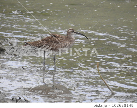 チュウシャクシギ (Okinawa) 102628149