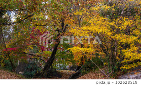 紅葉に映える美しい紅葉狩り(大自然の秋) 102628519