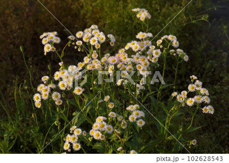 夕映えのハルジオン 102628543