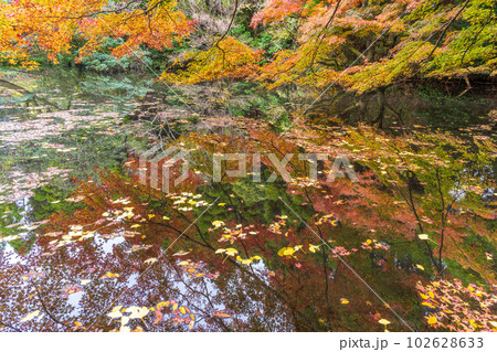 秋晴れの美しい紅葉に映える風景「水面に映る紅葉景色で有名な隼鷹天満宮」(阿蘇市) 秋晴れの美しい紅葉に映える風景「水面に映る紅葉景色で有名な隼鷹天満宮」(阿蘇市) 102628633