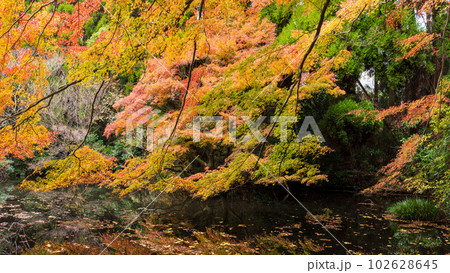 秋晴れの美しい紅葉に映える風景「水面に映る紅葉景色で有名な隼鷹天満宮」(阿蘇市) 102628645