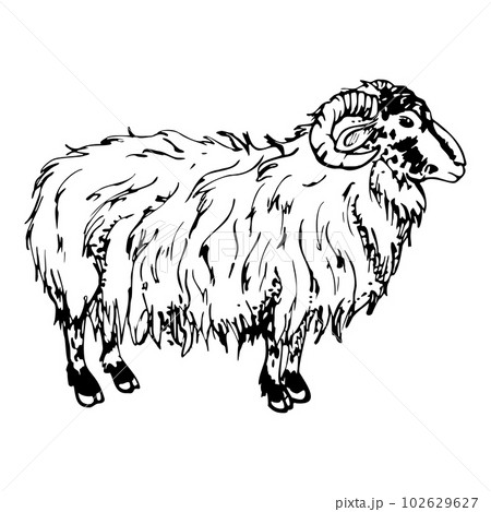 Ink hand drawn sketch of isolated object. Vector black silhouette of grazing domestic animal sheep ram livestock for wool. Design for tourism, travel, brochure, fabric, guide, print, card, tattoo. Ink hand drawn sketch of isolated object. Vector black silhouette of grazing domestic animal sheep ram livestock for wool. Design for tourism, travel, brochure, fabric, guide, print, card, tattoo. 102629627
