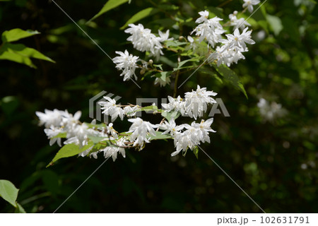 ヒメウツギ ヒメウツギ 102631791