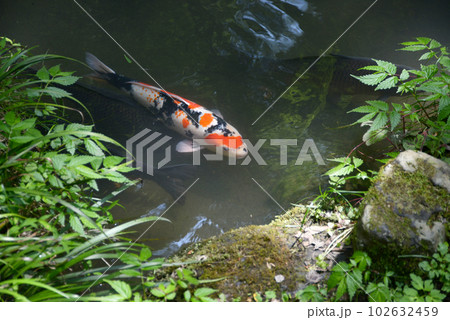 新緑の鞍馬寺　池の錦鯉　京都市左京区 102632459