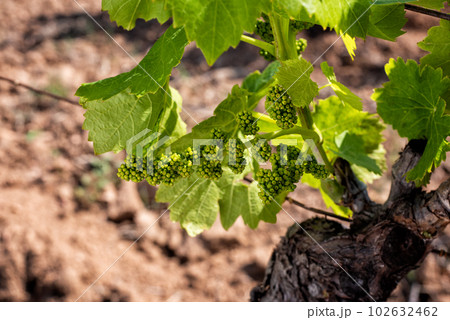 Young sprouts with bunches of grapes on the branches of the vine in spring. Agriculture. 102632462