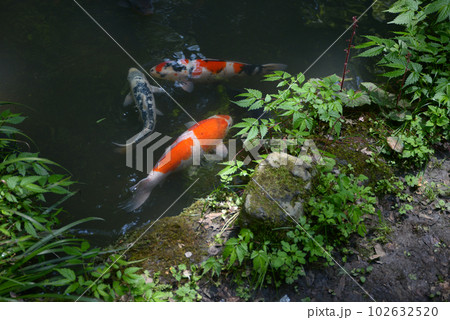 新緑の鞍馬寺　池の錦鯉　京都市左京区 102632520