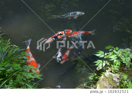 新緑の鞍馬寺　池の錦鯉　京都市左京区 102632521