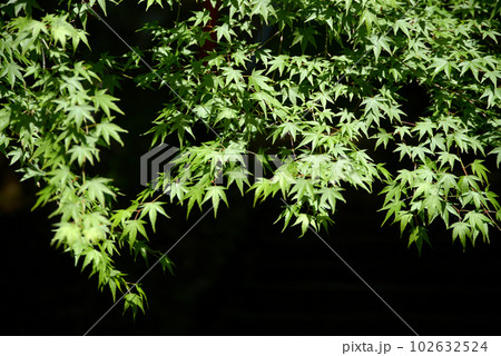 新緑の鞍馬寺　境内の若モミジ　京都市左京区 102632524