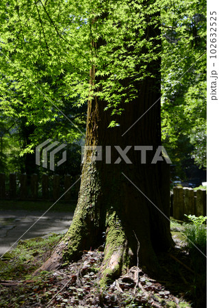 新緑の鞍馬寺　境内の若モミジ　京都市左京区 102632525