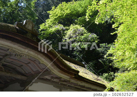 新緑の鞍馬寺　由岐神社の拝殿と山藤　京都市左京区 102632527