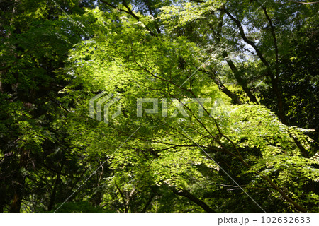 新緑の鞍馬寺　参道の若モミジ　京都市左京区 102632633