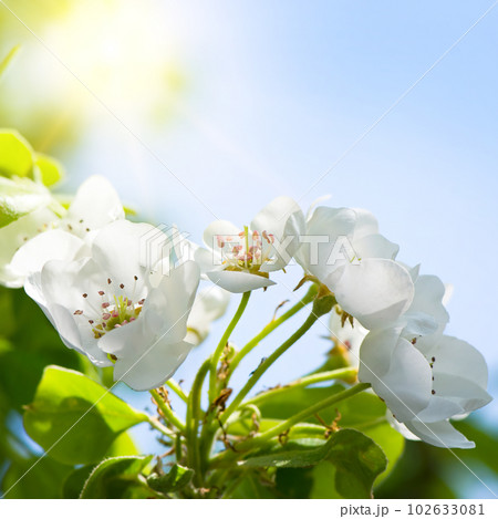 Close-up of pear flowers against the background of the sun and blue sky. Close-up of pear flowers against the background of the sun and blue sky. 102633081