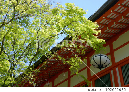 新緑の鞍馬寺　転法輪堂と若モミジ　京都市左京区 102633086