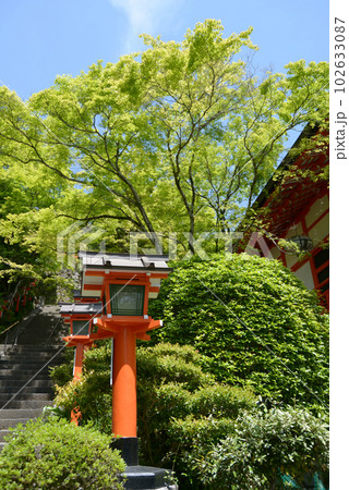 新緑の鞍馬寺 灯篭と若モミジ 京都市左京区 新緑の鞍馬寺 灯篭と若モミジ 京都市左京区 102633087