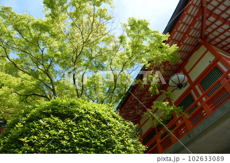 新緑の鞍馬寺　転法輪堂と若モミジ　京都市左京区 102633089