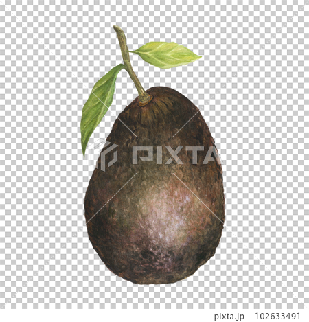 Watercolor botanical illustration of avocado hass and leave, isolated. Can be used for packaging design, prints 102633491