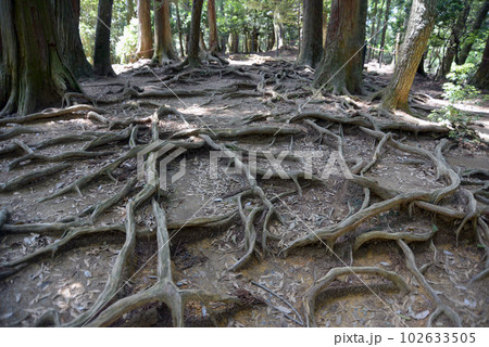 新緑の鞍馬寺　木の根道　京都市左京区 102633505