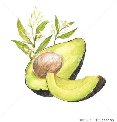 Watercolor botanical illustration of avocado hass and cutted avocado with pit and flowers with leaves, isolated. Can be used for packaging design, prints Watercolor botanical illustration of avocado hass and cutted avocado with pit and flowers with leaves, isolated. Can be used for packaging design, prints 102633555