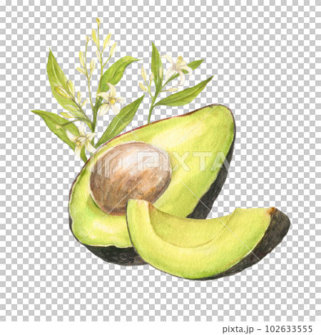 Watercolor botanical illustration of avocado hass and cutted avocado with pit and flowers with leaves, isolated. Can be used for packaging design, prints Watercolor botanical illustration of avocado hass and cutted avocado with pit and flowers with leaves, isolated. Can be used for packaging design, prints 102633555