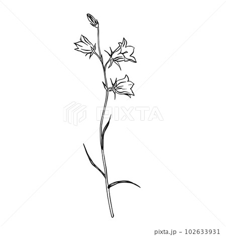 Bluebell flowers. Sketch. Hand drawn outline vector illustration, isolated floral elements for design on white background. Bluebell flowers. Sketch. Hand drawn outline vector illustration, isolated floral elements for design on white background. 102633931