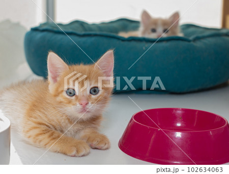 Two little kittens in a shelter 102634063