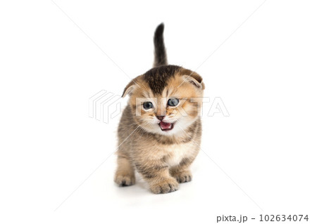 Funny Scottish fold kitten meows Funny Scottish fold kitten meows 102634074