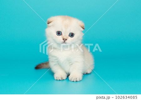 Small white Scottish fold kitten Small white Scottish fold kitten 102634085
