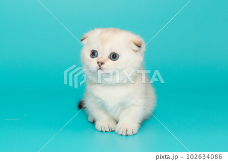 Small white Scottish fold kitten Small white Scottish fold kitten 102634086