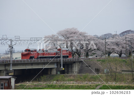 えちごトキめき鉄道 DE15ラッセル回送 能生の桜 えちごトキめき鉄道 DE15ラッセル回送 能生の桜 102636283