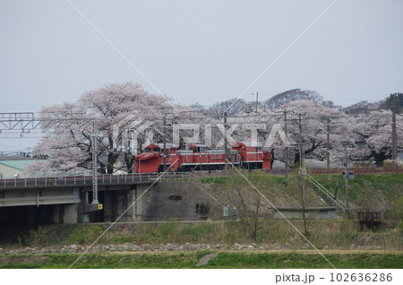 えちごトキめき鉄道 DE15ラッセル回送 能生の桜 えちごトキめき鉄道 DE15ラッセル回送 能生の桜 102636286