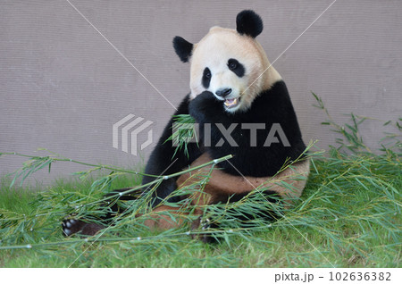 おいしそうに竹を食べる陽浜 102636382