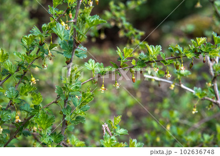 Gooseberry bush with flowers on the branches. Gooseberry bush with flowers on the branches. 102636748